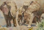 Éléphants - aquarelle 40 x 30 cm